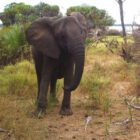 Karibuni Tanzania - Vanessa Renato - Tommaso Sciarpa