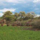 Karibuni Tanzania - Vanessa Renato - Tommaso Sciarpa